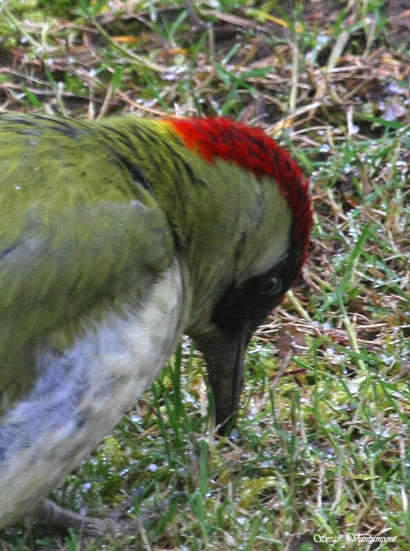 European Green Woodpecker male adult post breeding, identification, Behaviour