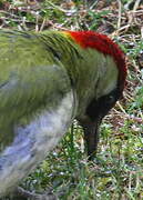 European Green Woodpecker