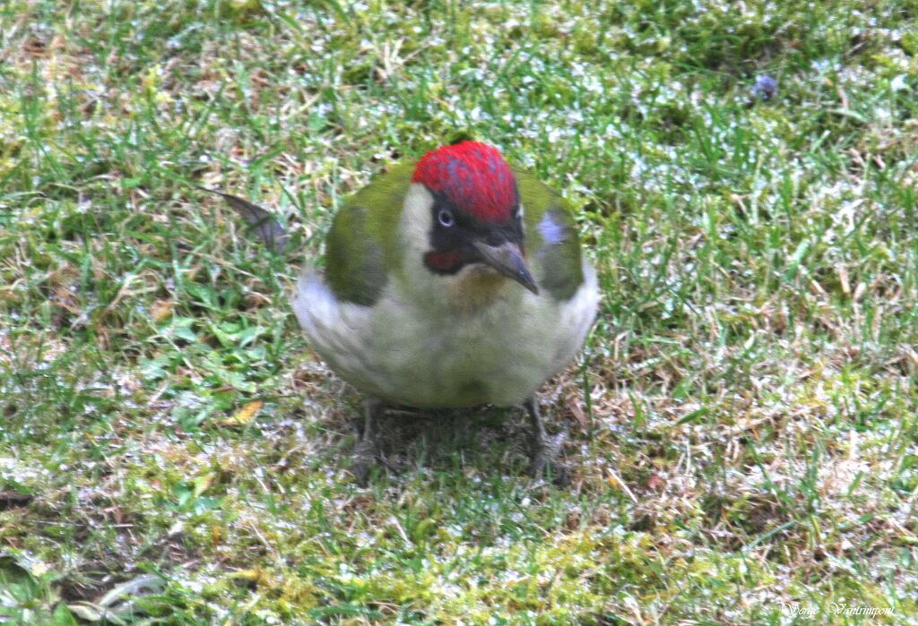 European Green Woodpecker male adult post breeding, identification, Behaviour