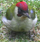 European Green Woodpecker