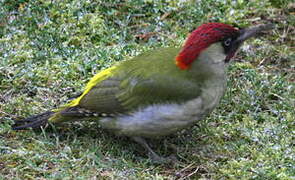 European Green Woodpecker