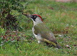 European Green Woodpecker