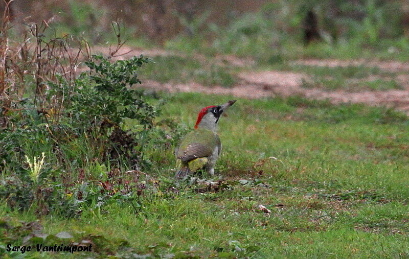 European Green Woodpeckeradult, Behaviour