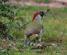 European Green Woodpecker