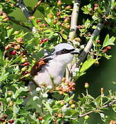 Pie-grièche écorcheur