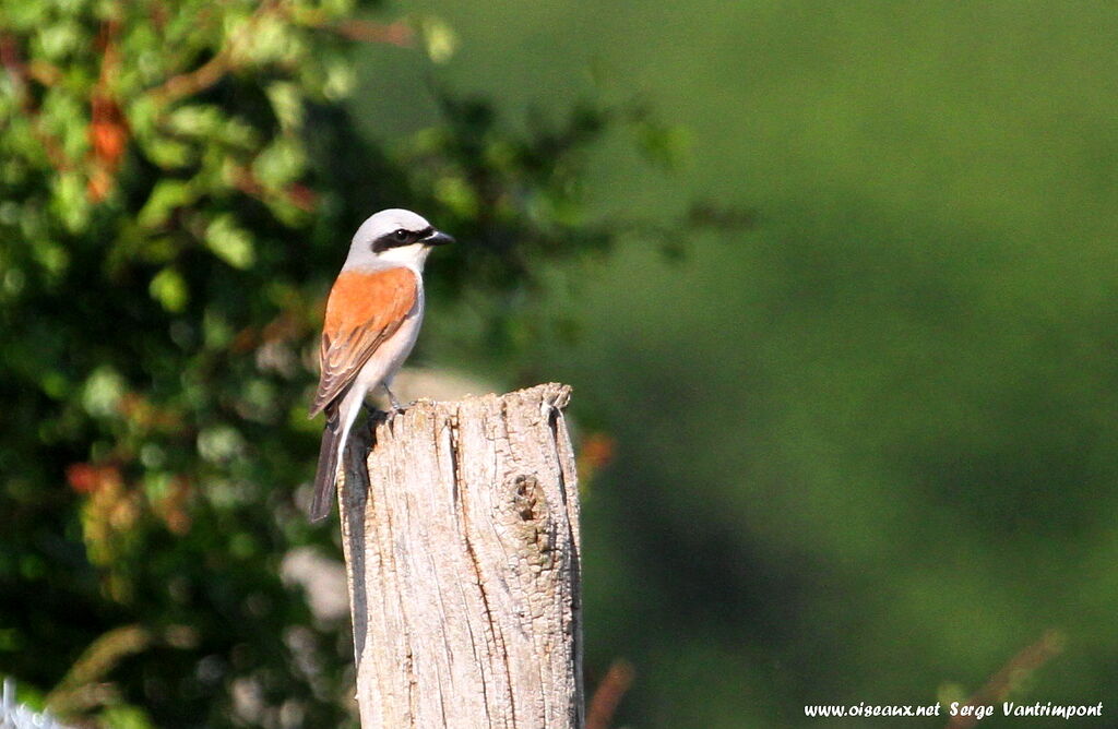 Red-backed Shrike male adult, Behaviour