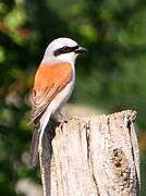 Red-backed Shrike