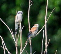 Red-backed Shrike