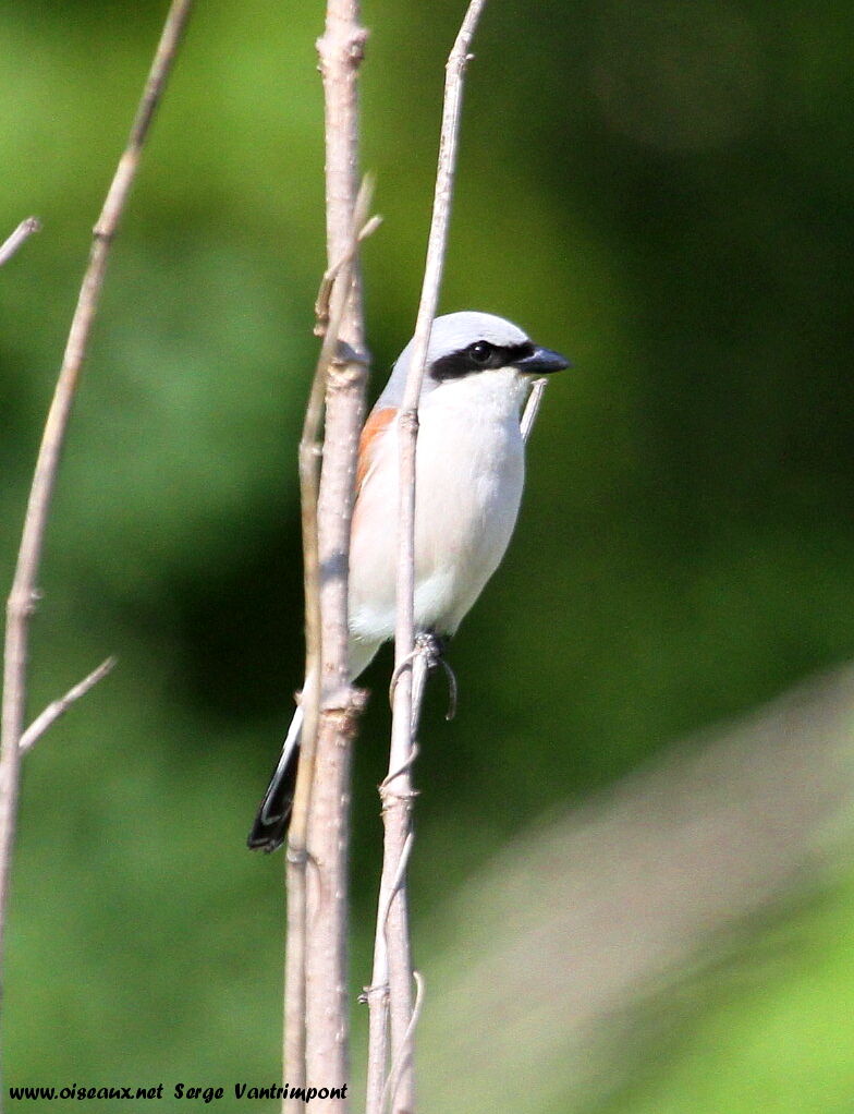 Red-backed Shrike male adult, Behaviour