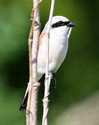 Red-backed Shrike