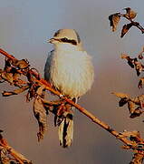 Red-backed Shrike