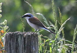 Red-backed Shrike