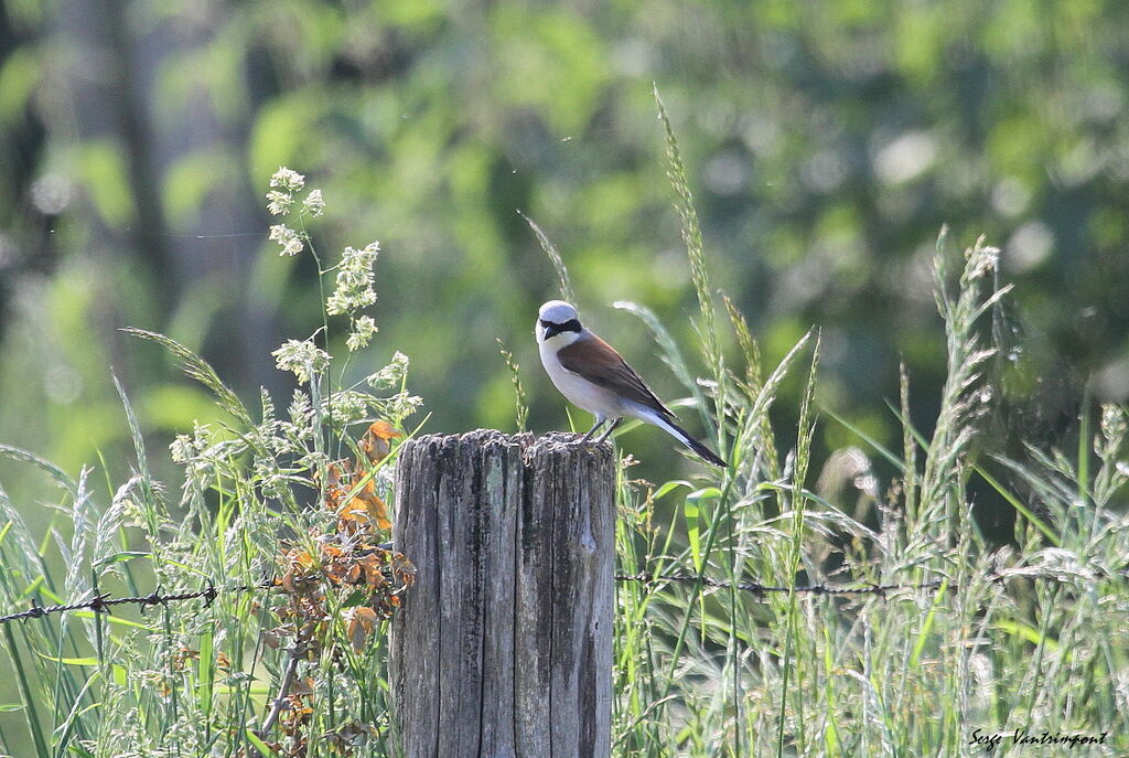 Red-backed Shrike male, Behaviour