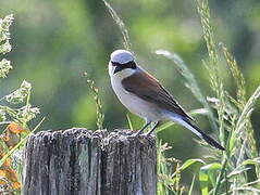 Red-backed Shrike