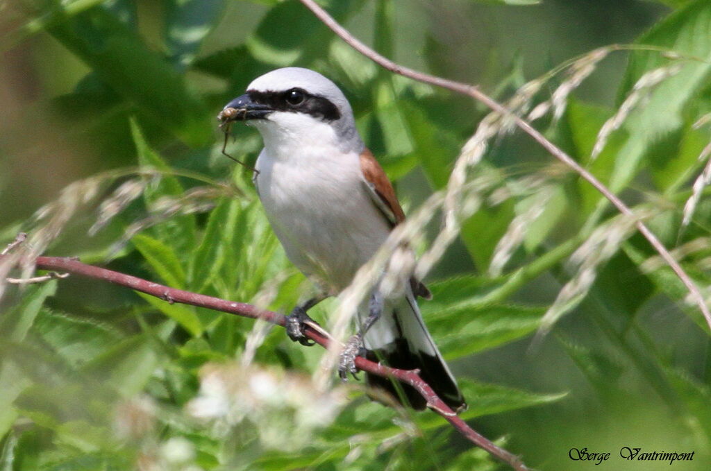 Red-backed Shrike male adult, identification, feeding habits