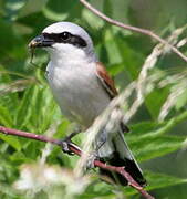 Red-backed Shrike