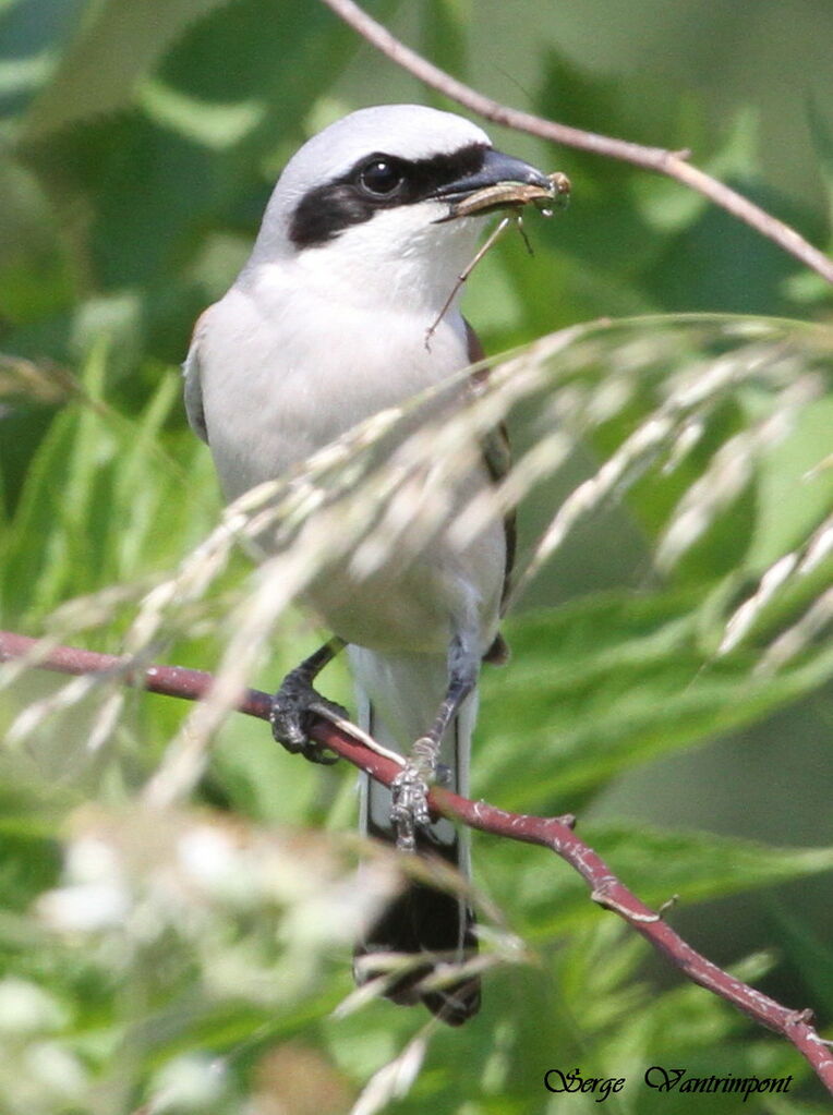 Red-backed Shrike male adult, identification, feeding habits