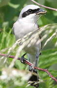 Red-backed Shrike