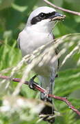 Red-backed Shrike