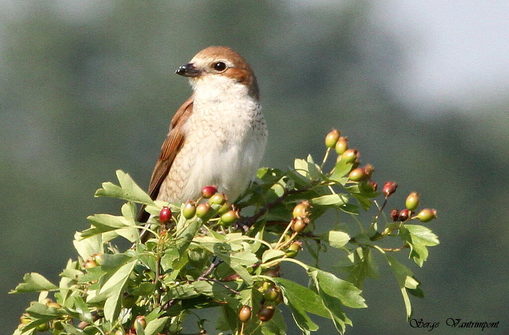 Pie-grièche écorcheur femelle adulte, identification, Comportement