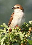 Red-backed Shrike