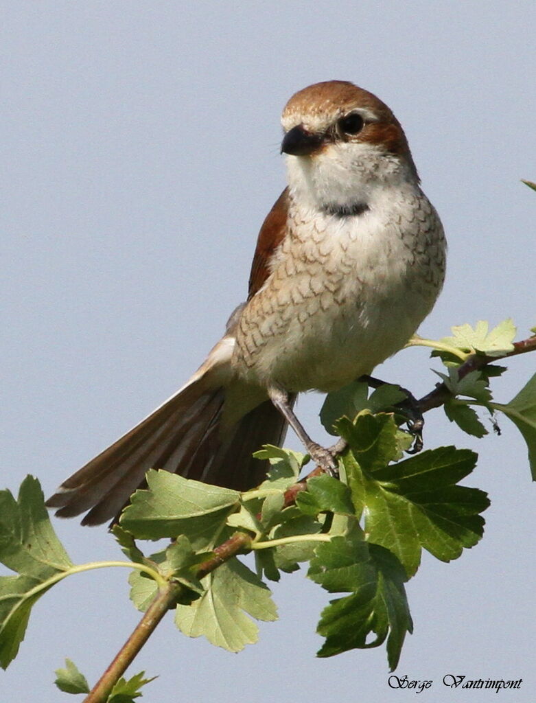 Red-backed Shrike female adult, Behaviour