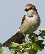 Red-backed Shrike