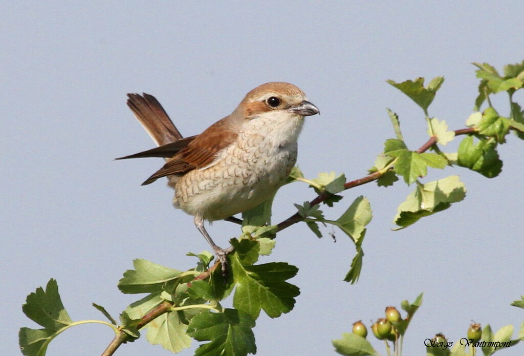 Red-backed Shrike female adult, Behaviour