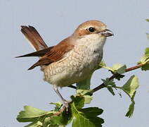 Red-backed Shrike