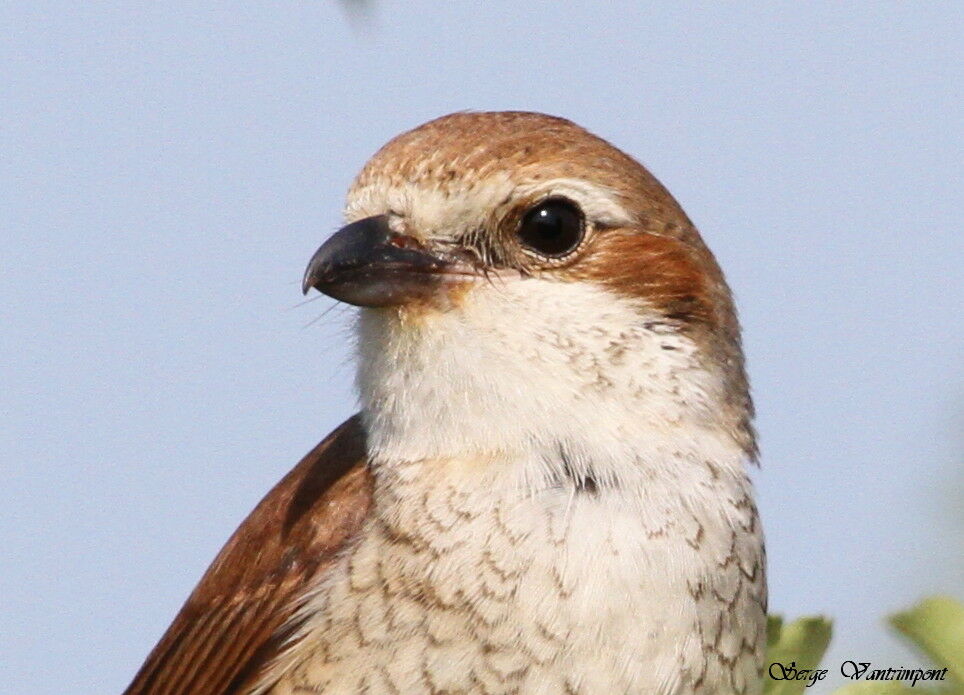 Red-backed Shrike female adult, Behaviour