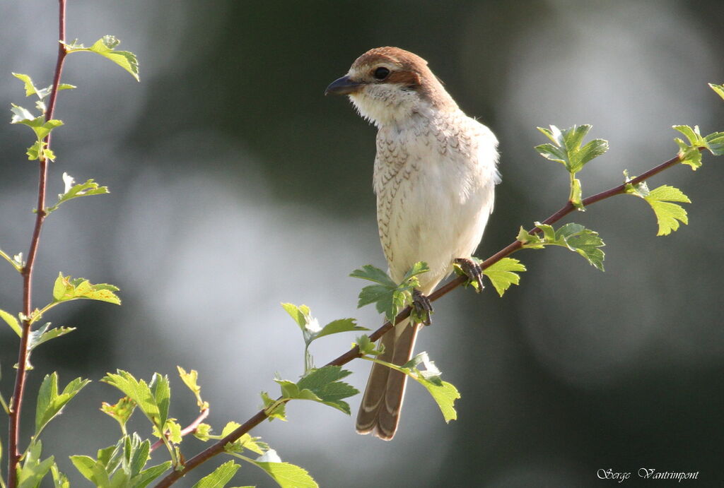 Red-backed Shrike female adult, Behaviour