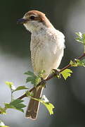 Red-backed Shrike