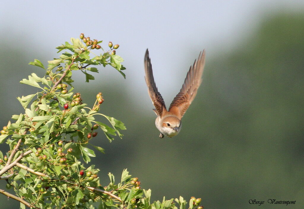 Red-backed Shrike female adult, Flight