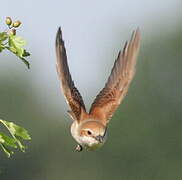 Red-backed Shrike