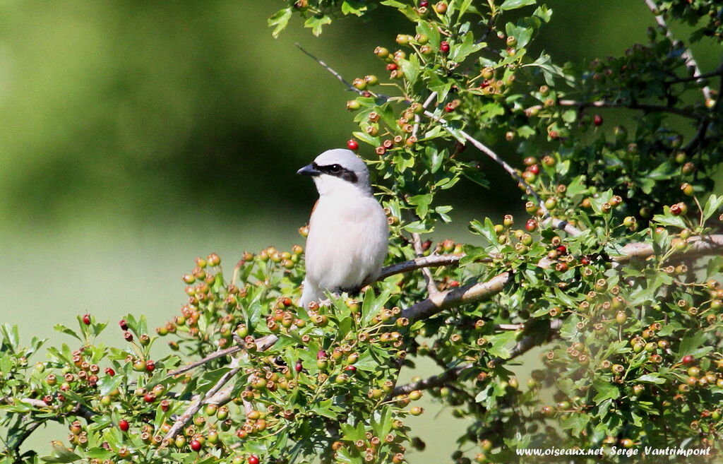 Red-backed Shrike male adult, Behaviour