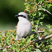 Red-backed Shrike