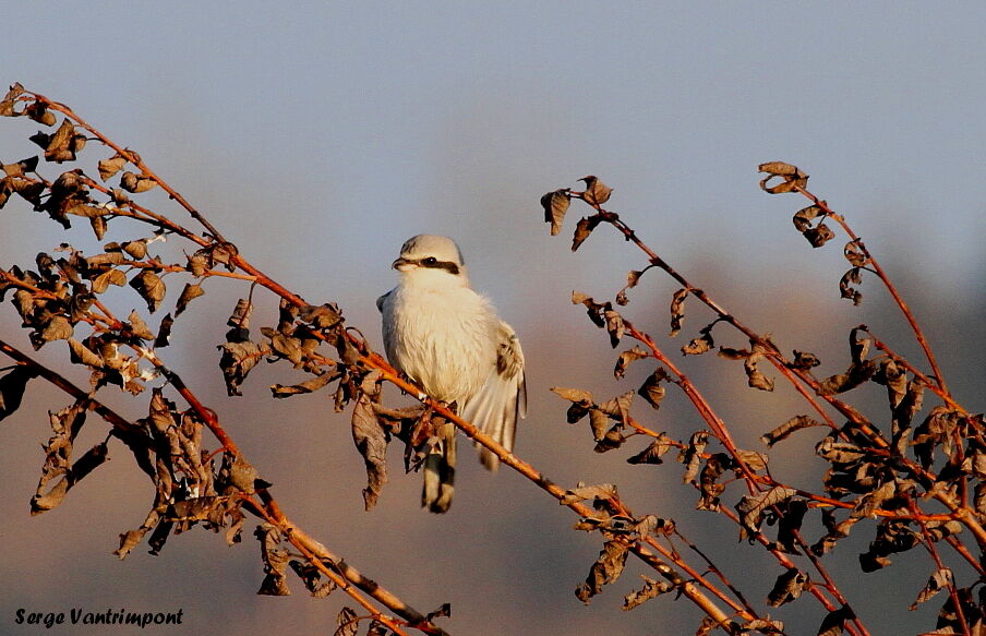 Great Grey Shrike male juvenile, Behaviour