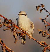 Great Grey Shrike