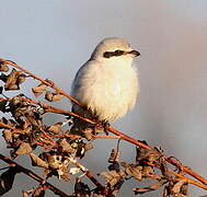 Great Grey Shrike