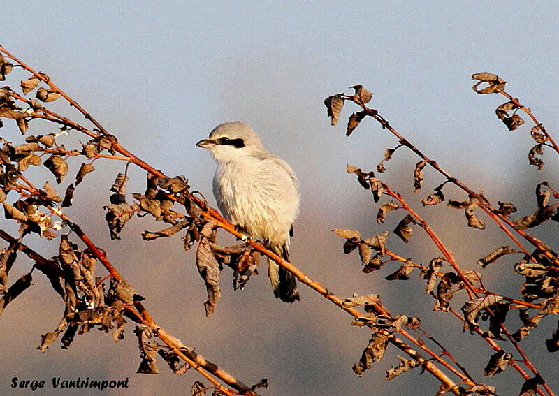 Pie-grièche grisejuvénile, identification, Comportement