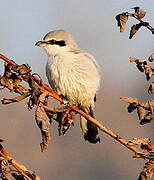 Great Grey Shrike