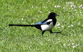 Eurasian Magpie