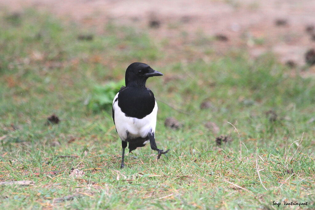 Eurasian Magpie, Flight