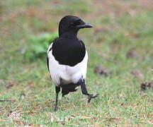 Eurasian Magpie