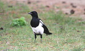 Eurasian Magpie