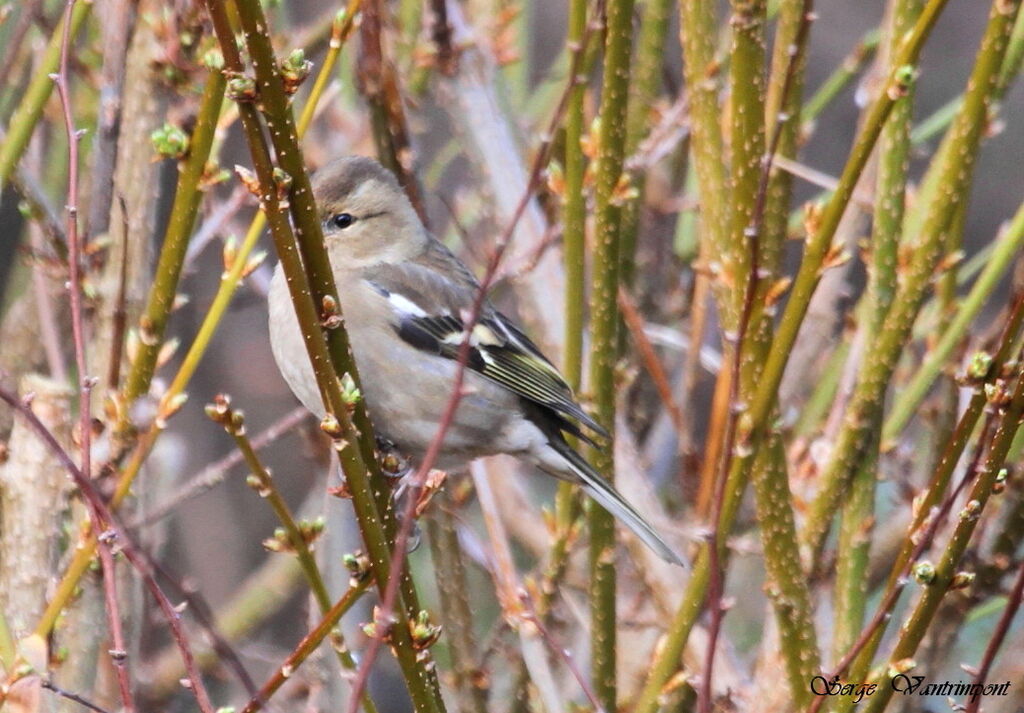 Common Chaffinchadult, identification, Behaviour