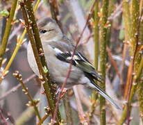 Common Chaffinch