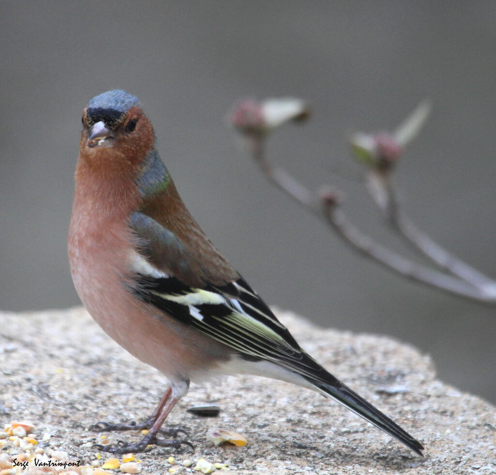 Eurasian Chaffinchadult, Flight