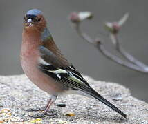 Common Chaffinch