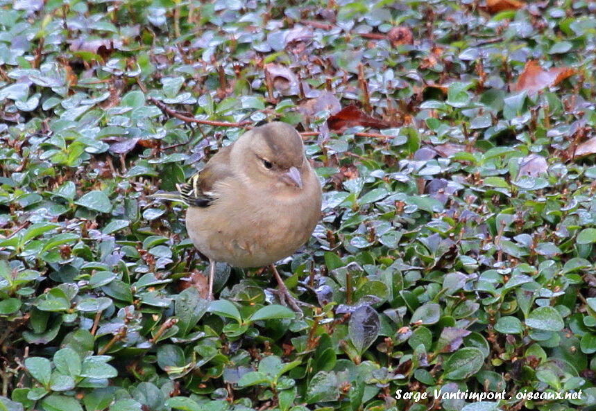 Eurasian Chaffinch female adult, Behaviour